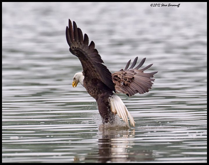 _2SB0454 american bald eagle catching fish.jpg